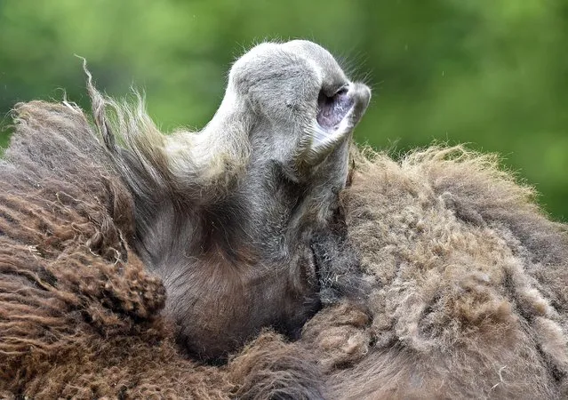 A camel enjoys the last weeks of his winter pelt before it drops away at the zoo in Dortmund, Germany, Tuesday, April 29, 2014. (Photo by Martin Meissner/AP Photo)