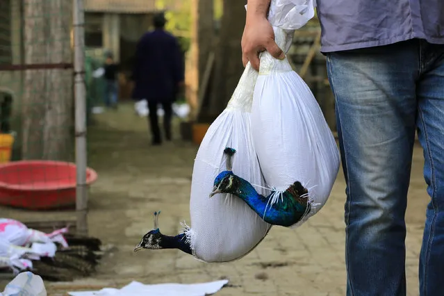 Peacocks are seen covered in bags as a protection of their plume during transportation, in Xiangyang, Hubei province, China April 12, 2017. (Photo by Reuters/Stringer)