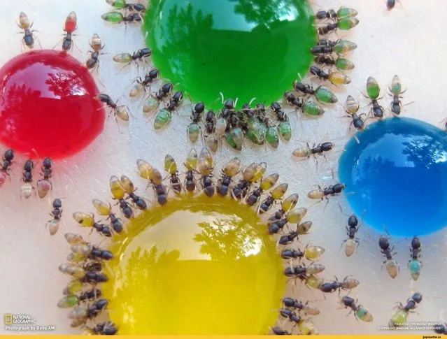 Colored Ants By Mohamed Babu