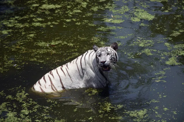 A white tiger swims in a creek to cool itself on a hot summer day at Anna National Zoological Park in Chennai on April 26, 2017. (Photo by Arun Sankar/AFP Photo)