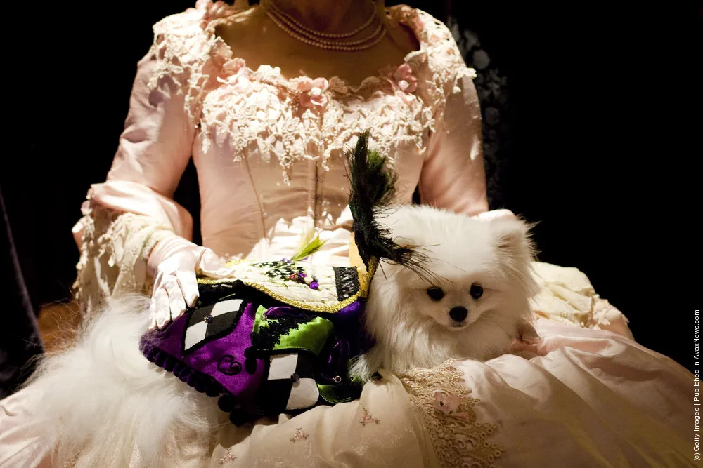 Dog Fashion Show Held Ahead of Next Week's Westminster Kennel Club Dog Show