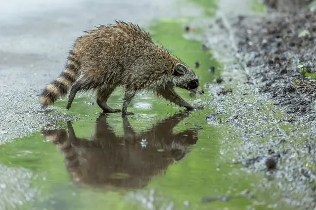 A raccoon navigates Central Park after rainfall on May 7, 2017 in New York City. (Photo by Mark Challender/Barcroft Images)