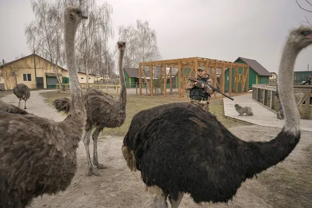 A Ukrainian serviceman stands as ostriches who escaped their enclosures roam a heavily damaged private zoo while soldiers and volunteers attempted to evacuate the surviving animals to safety in the village of Yasnohorodka, on the outskirts of Kyiv, Ukraine, Wednesday, March 30, 2022. The evacuation was halted before completion as shelling resumed between Russian and Ukrainian forces in the area. (Photo by Vadim Ghirda/AP Photo)
