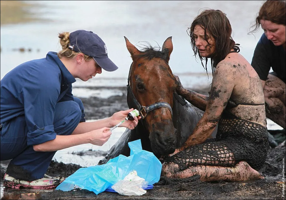 “Astro” the Horse Gets Stuck in the Mud