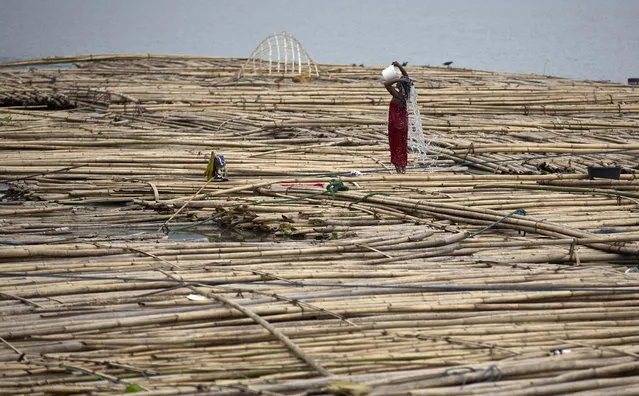 An Indian woman baths standing on floating bamboo kept for sale in the river Brahmaputra in Gauhati, India, Sunday, May 21, 2017. Brahmaputra is one of Asia's largest rivers, which passes through China's Tibet region, India and Bangladesh before converging into the Bay of Bengal. (Photo by Anupam Nath/AP Photo)