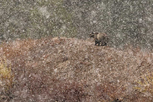 Mammals category winner: Under the Snow by Stefano Quirini (Italy). (Photo by Stefano Quirini/2019 Nature Photographer of the Year)