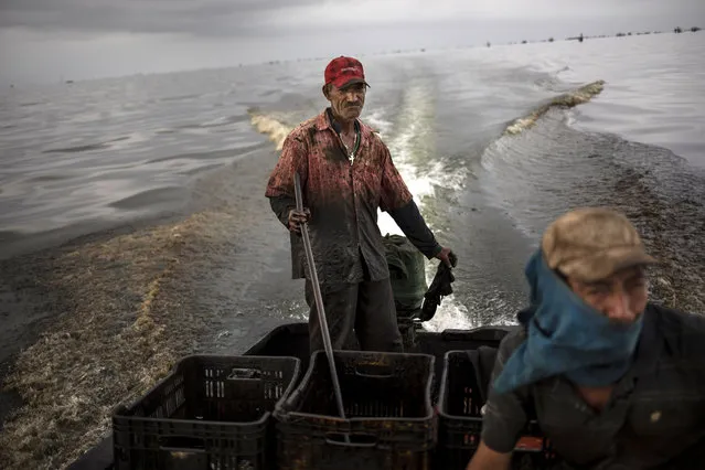 Fisherman Jose Miguel Perez, whose nickname is “Taliban”, navigates the oil infested waters of Lake Maracaibo, near Cabimas, Venezuela, May 21, 2019. Nobody lives as closely with the environmental fallout of Venezuela's collapsing oil industry as the fishermen who scratch out an existence on the blackened, sticky shores of Lake Maracaibo. (Photo by Rodrigo Abd/AP Photo)