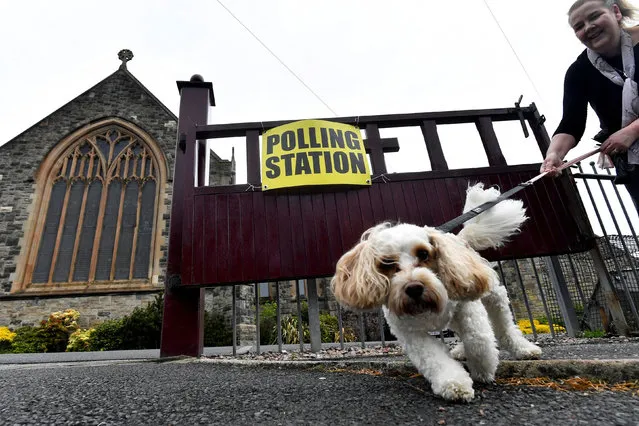 A woman holds onto the leash of her Cavachon dog Skye, outside a polling station in St Peter's Church of Ireland on the day of the Northern Ireland Assembly elections, in Belfast, Northern Ireland on May 5, 2022. (Photo by Clodagh Kilcoyne/Reuters)