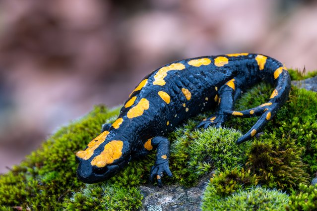 The fire salamander (Salamandra salamandra), listed as “Endangered” on the national Red List, is seen at Pozanti district in Adana, Turkiye on March 06, 2024. (Photo by Alaeddin Cogal/Anadolu via Getty Images)