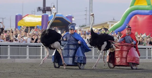 Participants in carts pulled by their ostriches, compete in an exhibition race billed as “The 3rd Annual Ostrich Derby” at the Meadowlands Race Track in East Rutherford, New Jersey June 21, 2014. The ostriches pulled small carts occupied by their handlers. Run by Hedrick's Promotions in Nickerson, Kansas, this is the third year the race has been run at the track, in tandem with a camel race. (Photo by Ray Stubblebine/Reuters)