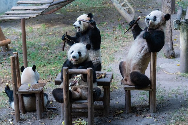 Panda cubs have food around a table in a zoo in southwest China's Chongqing Municipality Monday, September 16, 2024. (Photo by Li Hongbo/Future Publishing via Getty Images)