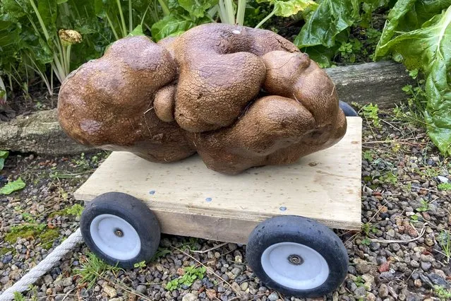 A large potato sits on a trolly in a garden at Donna and Colin Craig-Browns home near Hamilton, New Zealand, Wednesday, November 3, 2021. The New Zealand couple dug up a potato the size of a small dog in their backyard and have applied for recognition from Guinness World Records. They say it weighed in at 7.9 kilograms (17 pounds), well above the current record of just under 5 kg. They've named the potato Doug, because they dug it up. (Photo by Donna Craig-Brown via AP Photo)