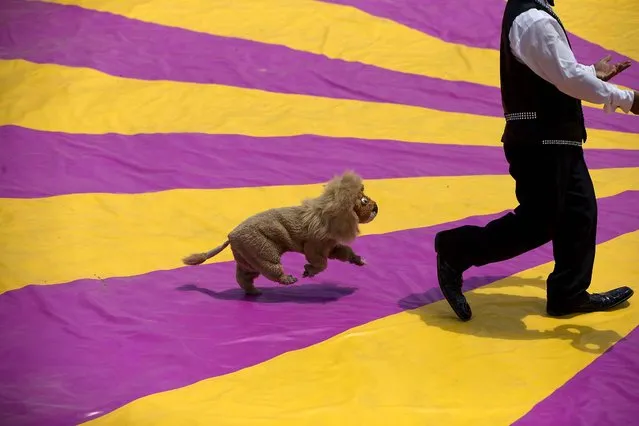 A clown performs with a dog in a lion's costume, during a free public show to protest Mexico City's ban on circus animals in Mexico City's main square, the Zocalo, on Jule 22, 2014. Mexico's “circus wars” are heating up, as a growing movement to ban circus animals, other than horses and dogs, is meeting rising anger from circus workers. Circuses say threats of violence against them have been posted online. (Photo by Rebecca Blackwell/Associated Press)