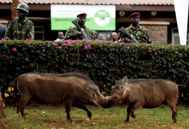 Warthogs have a fight outside the National Tallying Centre as efforts are made to validate the election results in Nairobi, Kenya on August 10, 2017. (Photo by Thomas Mukoya/Reuters)