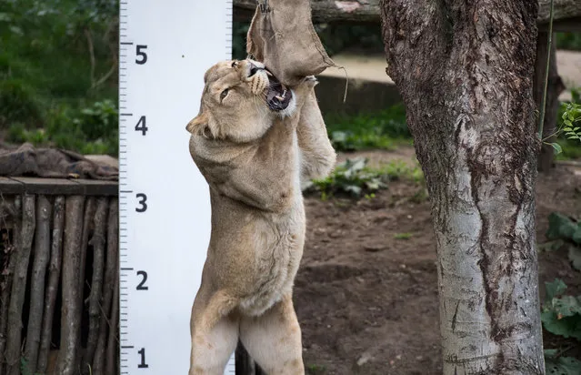 Asiatic lion, “Heidi” stretches on her hind legs for meat in their enclosure during a photocall at London Zoo on August 24, 2017, to promote the zoo's annual weigh-in event. During the weigh-in, animals across the zoo have their vital statistics recorded including their height and weight and the information is then shared with zoos across the world to help zookeepers compare important information on thousands of endangered species. (Photo by Chris J. Ratcliffe/AFP Photo)
