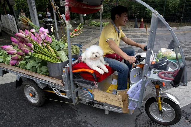 A man delivers lotus flowers with his dog for company on the streets of Beijing, China, Friday, July 15, 2016. China's economic growth held steady in the most recent quarter, according to official data released Friday, indicating policies meant to counter the slowdown in the world's second biggest economy are paying off for the moment. (Photo by Ng Han Guan/AP Photo)
