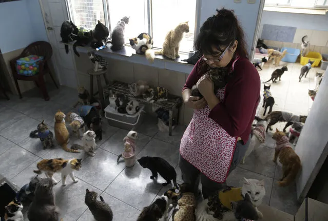 In this August 2, 2014 photo, Maria Torero carries a sick cat at her Cat Hospice, where Torero looks after 175 cats that suffer from feline leukemia, at her home in Lima, Peru. For five years, Torero has ministered to the sick felines, attempting to improve their quality of life as they slowly succumb to the common, fatal retrovirus. (Photo by Martin Mejia/AP Photo)