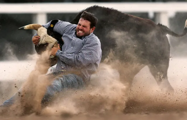 Baxtor Roche, of Tremonton, Utah, tries to bring down his steer in the third section of the steer wrestling event during the first day of the Cheyenne Frontier Days Rodeo, Saturday, July 23, 2016, at Frontier Park Arena in Cheyenne, Wyo. (Photo by Blaine McCartney/Wyoming Tribune Eagle via AP Photo)