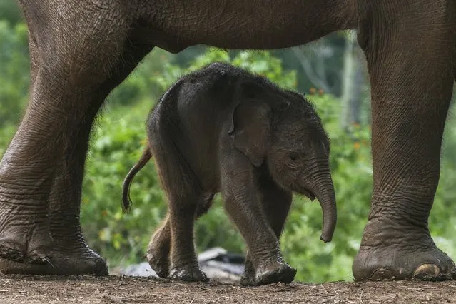 A baby Sumatran elephant (Elephas Maximus sumatranus) who is only 4 days old plays with his mother under the supervision of a mahout and a veterinarian at the Lembah Hijau Conservation Center, Bandar Lampung, Indonesia on Monday, August 10, 2022. The male baby elephant is the result of mating elephants Sumatra for the first time gave birth to a male elephant calf on August 7, 2022, until now the number of endemic Indonesian protected animals has increased to five, namely three males and two females. (Photo by Dasril Roszandi/Anadolu Agency via Getty Images)