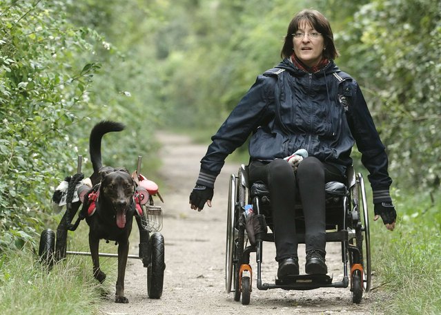 Three-years-old dog Hope uses a wheelchair to run next to its owner Regine Grosinger in Vienna September 3, 2014. Hope was found with cut-off back legs in the countryside and brought to an animal asylum when it was four-month-old. Grosinger took the dog home two months later and had a wheelchair manufactured for it. (Photo by Heinz-Peter Bader/Reuters)