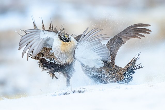 Bird Behaviour category, gold award winner. Sage grouse (Centrocercus urophasianus). Colorado, US. (Photo by Peter Ismert/Bird Photographer of the Year 2022)