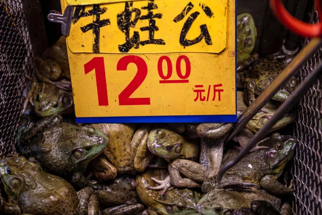 Live frogs on display on Xihua Farmer's Market in Guangzhou, Guangdong province, China, 04 May 2020. (Photo by Alex Plavevski/EPA/EFE)