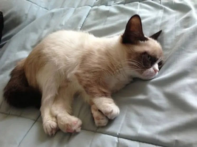 Grumpy Cat: Photos + Video