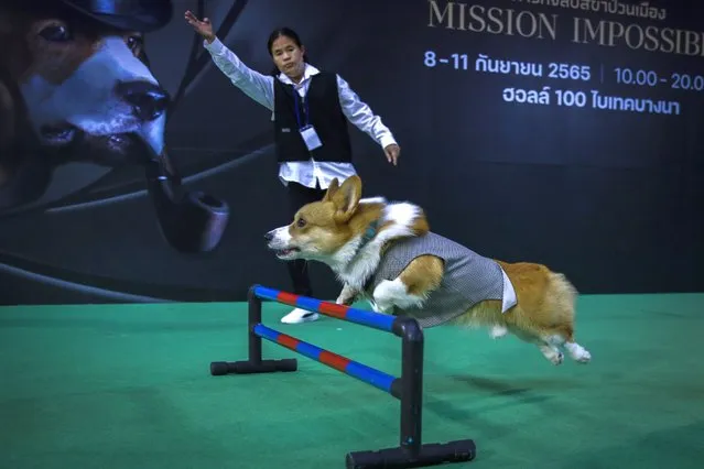 A trainer motions a dog to jump over a hurdle during a show at the Pet Expo Championship 2022 in Bangkok, Thailand, 08 September 2022. The 4th Pet Expo Championship 2022, this year under the “Mission Impossible” theme after it was suspended for 2 years due to COVID-19, aims to create business opportunities and increase revenue for exhibitors, as well as foster good attitude and basic understanding to raising pets. The expo runs from 8 to 11 September 2022. (Photo by Diego Azubel/EPA/EFE)
