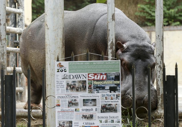A hippopotamus named Begi stands inside its enclosure behind a poster depicting newspapers with its pictures on front pages at the zoo in Tbilisi, Georgia, September 13, 2015. (Photo by David Mdzinarishvili/Reuters)
