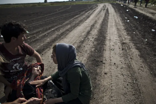 Afghan refugee Nafeesah, 53, from Herat, Afghanistan, is helped by her son, daughter and a volunteering doctor, after collapsing while crossing the border between Serbia and Hungary in Roszke, southern Hungary, Sunday, September 13, 2015. (Photo by Muhammed Muheisen/AP Photo)