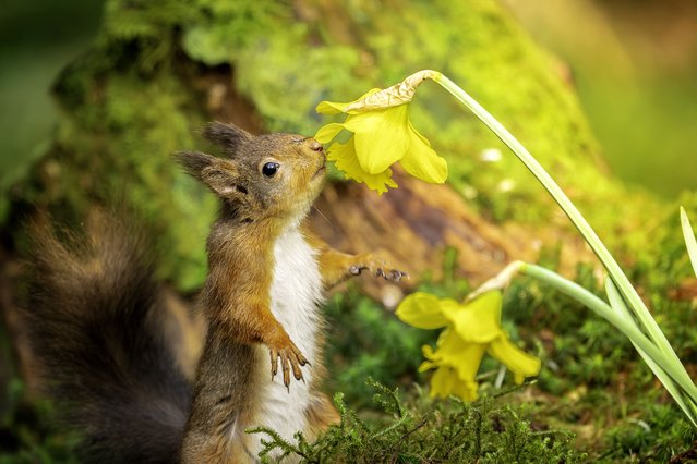 Red squirrel smelling daffodils in March 2025 in Kielder Forest, Northumberland, which remains one of the last strongholds of the red squirrel in England, providing a sanctuary for this endangered species. (Photo by David Robertshaw Photography)