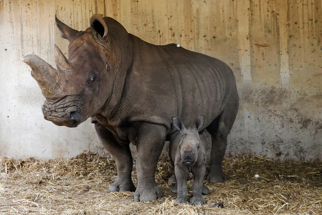 Tanda, a 23 year-old white rhinoceros and her week-old calf stand in their enclosure at the Ramat Gan Safari Zoo near Tel Aviv, Israel August 25, 2016. (Photo by Baz Ratner/Reuters)