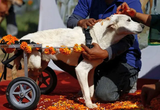 A dog is offered a tika on his forehead while being worshipped during the Kukur Tihar or the festival of dogs as part of Tihar celebration at Sneha’s Care, a shelter for street dogs in Lalitpur, Nepal on October 24, 2022. (Photo by Navesh Chitrakar/Reuters)