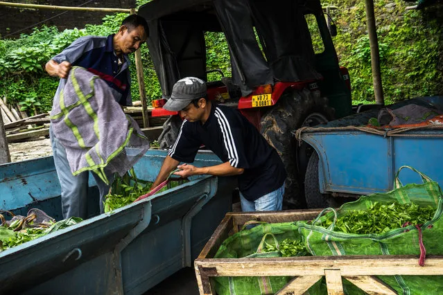 Workers offload freshly hand-picked tea leaves outside the Makaibari Tea Estate factory in Kurseong, West Bengal, India, on Monday, September 8, 2014. (Photo by Sanjit Das/Bloomberg)