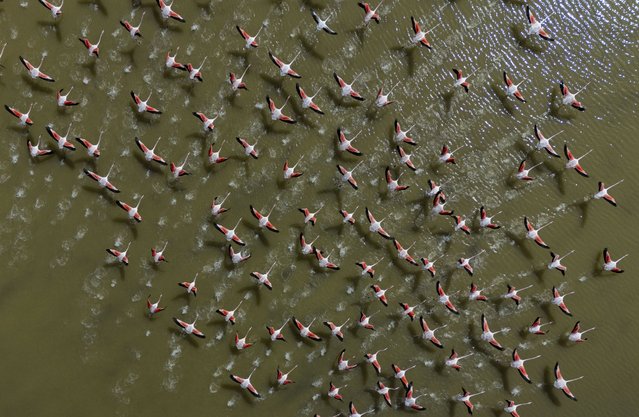 An aerial view of the flamingos at the Flood dam reservoir, which is home to many bird species, as spring arrives in Golbasi district of Ankara, Turkiye on March 17, 2025. (Photo by Rasit Aydogan/Anadolu via Getty Images)