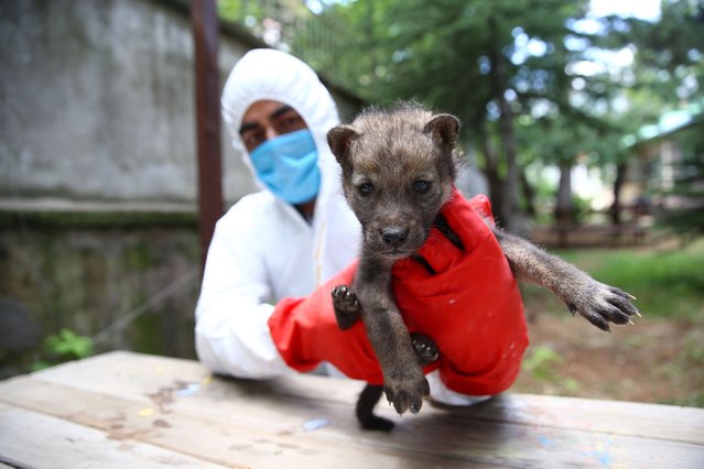A wolf pup, found by teams from the Directorate of Nature Conservation and National Parks, receive treatment in Solhan district of Bingol, Turkiye on May 30, 2025. The pup will be sent back after its treatment completed and join its family. (Photo by Ridvan Korkulutas/Anadolu via Getty Images)