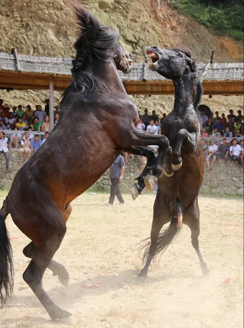 Two horses fight during a Xinhe Festival in Peixiu Village of Antai Township in Rongshui Miao Autonomous County on July 11, 2016 in Liuzhou, Guangxi Zhuang Autonomous Region of China. (Photo by VCG/VCG via Getty Images)