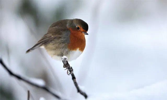 A robin perches on a snow covered branch near Loch Faskally, Pitlochry, Scotland, Britain on December 17, 2022. (Photo by Russell Cheyne/Reuters)
