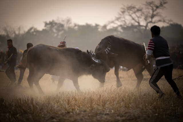 A pair of buffalos lock horns during a traditional buffalo fight held as part of Magh Bihu festivities at Boidyabori village, east of Guwahati, in the northeastern state of Assam, Monday, January 16, 2023. Magh Bihu is the harvest festival of the northeastern Indian state of Assam and is observed in the Assamese month of Magh, that coincides with January. (Photo by Anupam Nath/AP Photo)