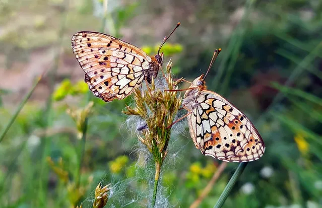 A close up photo shows butterflies at Lake Van basin in Bitlis, Turkey on July 28, 2020. (Photo by Ahmet Okur/Anadolu Agency via Getty Images)