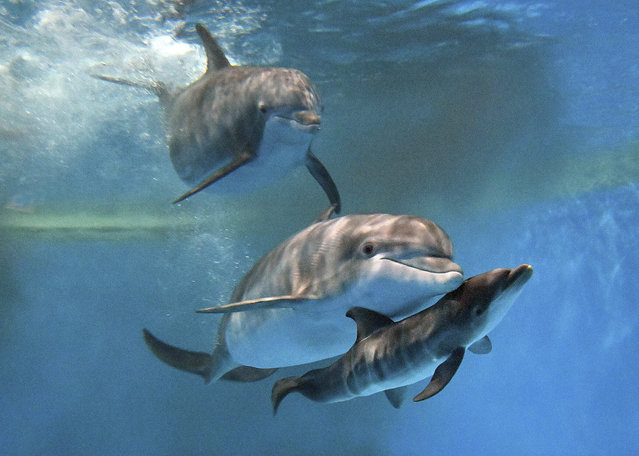 This photo provided by Brookfield Zoo Chicago, bottlenose dolphins “Allie” with “Tapeko” are joined by the newly born calf at the Brookfield Zoo Chicago on Saturday, June 7, 2025. (Photo by Brookfield Zoo Chicago via AP Photo)