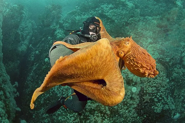 Stuart Seldon, from Ontario, Canada, photographed an octopus clinging onto a fellow diver by Vancouver Island, Canada in January 2023. (Photo by @WETSPOT_STU/Caters News Agency)