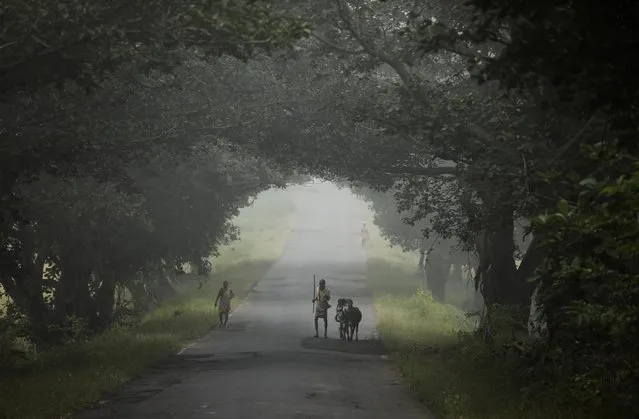 A man walks his cattle along a road on the outskirts of Mumbai, India, October 13, 2020. (Photo by Francis Mascarenhas/Reuters)