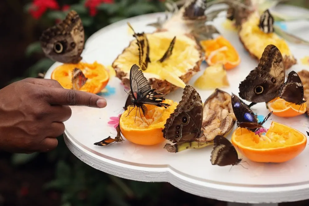 Butterflies Are Released Into the Natural History Museum's Sensational Butterflies Exhibition