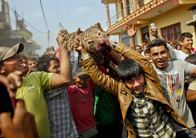 People carry the dead leopard who attacked locals in  Katmandu, Nepal, on April 10, 2013. (Photo by Niranjan Shrestha/Associated Press)
