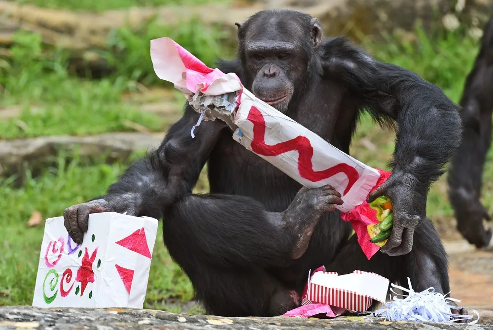 The Week in Pictures: Animals, December 5 – December 13, 2014