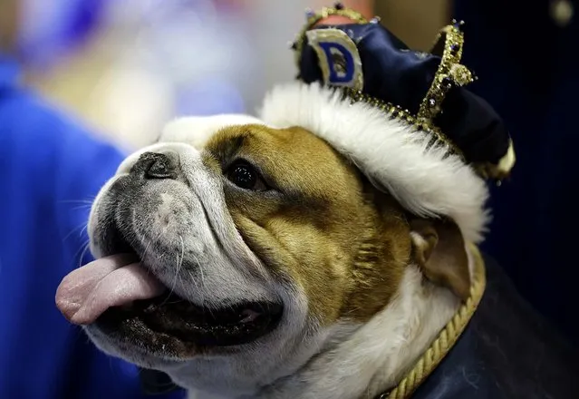 Huckleberry, owned by Steven and Stephanie Hein of Norwalk, Iowa, sits on the throne after being crowned the winner of the 34th annual Drake Relays Beautiful Bulldog Contest, on April 22, 2013. (Photo by Charlie Neibergall/Associated Press)