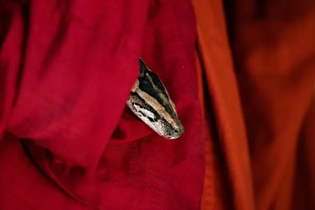 A rescued Burmese python peeks out of a monk's robes at a monastery that has turned into a snake sanctuary on the outskirts of Yangon, Myanmar, November 26, 2020. (Photo by Shwe Paw Mya Tin/Reuters)