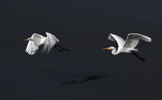 Egrets fly before taking position for fishing in a waterhole in Barpeta district of Assam, India, 10 December 2020. (Photo by EPA/EFE/Stringer)