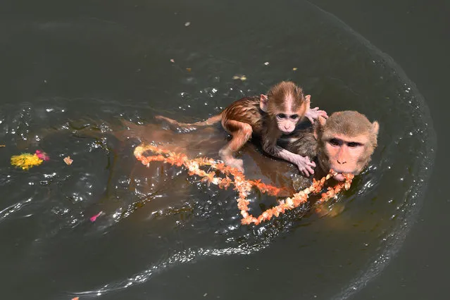 A mother monkey with its baby swim in the Yamuna river during a hot summer day in Mathura on April 29, 2018. (Photo by Dominique Faget/AFP Photo)